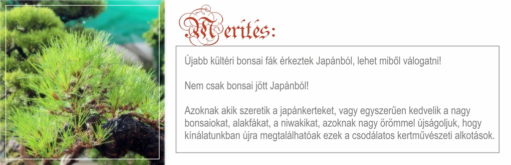 pinus bonsai a marczika bonsai kerteszet bonsai gyujtemenyebol